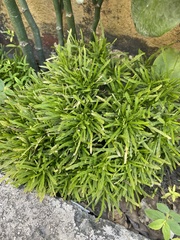 Ophiopogon japonicus