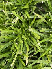 Ophiopogon japonicus