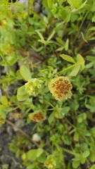 Trifolium cyathiferum