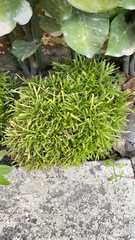 Ophiopogon japonicus