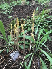 Corallorhiza striata vreelandii