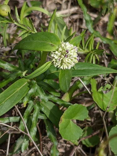 Image of Hedyotis uncinella by (c) portioid, some rights reserved (CC BY)