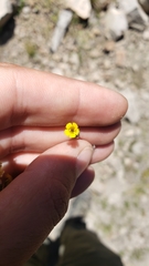 Erythranthe breviflora