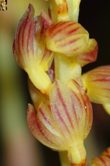 Corallorhiza striata vreelandii
