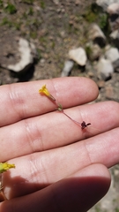 Erythranthe breviflora