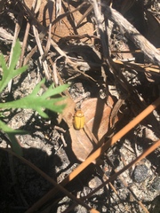 Cryptocephalus albicans