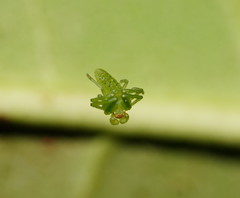 Cetratus