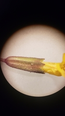 Erythranthe breviflora