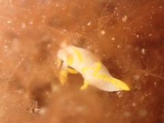 Trapania maculata