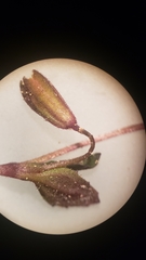 Erythranthe breviflora