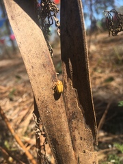 Cryptocephalus albicans