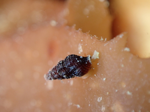 Representative image of Chauvetia brunnea