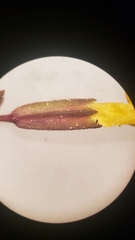 Erythranthe breviflora