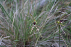 Caladenia atrovespa