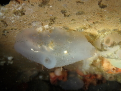 Ascidia mentula
