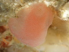 Ascidia mentula