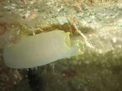 Ciona intestinalis