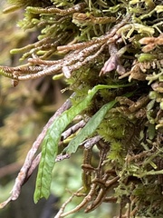 Notogrammitis angustifolia