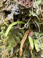 Notogrammitis angustifolia