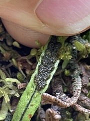 Notogrammitis angustifolia