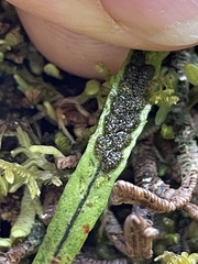 Notogrammitis angustifolia