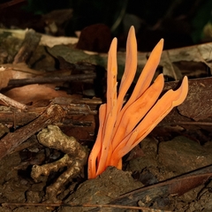 Clavulinopsis sulcata