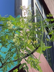 Moringa oleifera