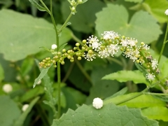 Croton bonplandianus