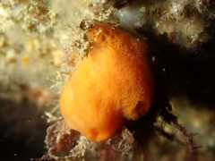 Amphilectus fucorum
