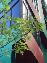 Moringa oleifera