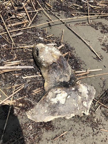 Kemp's Ridley Sea Turtle photographed in Louisiana