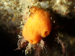 Amphilectus fucorum