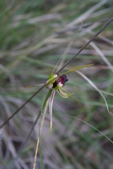 Caladenia atrovespa