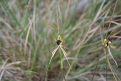 Caladenia atrovespa