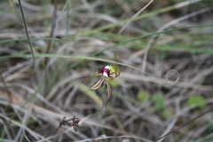 Caladenia atrovespa