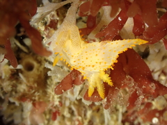 Crimora papillata