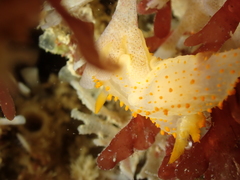 Crimora papillata