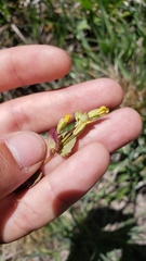 Erythranthe microphylla