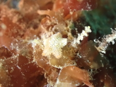Asterina gibbosa