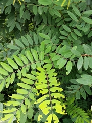 Senna siamea