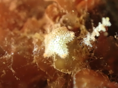 Asterina gibbosa