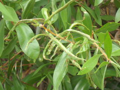 Teuchothrips disjunctus