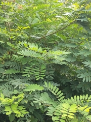 Senna siamea