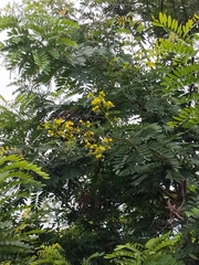 Senna siamea