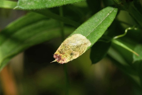 Agromyza viciae