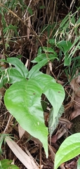 Tectaria polymorpha