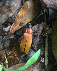 Chauliognathus faustus