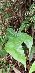 Tectaria polymorpha