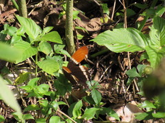 Siproeta epaphus epaphus