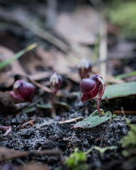 Corybas unguiculatus